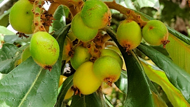 Green loquats