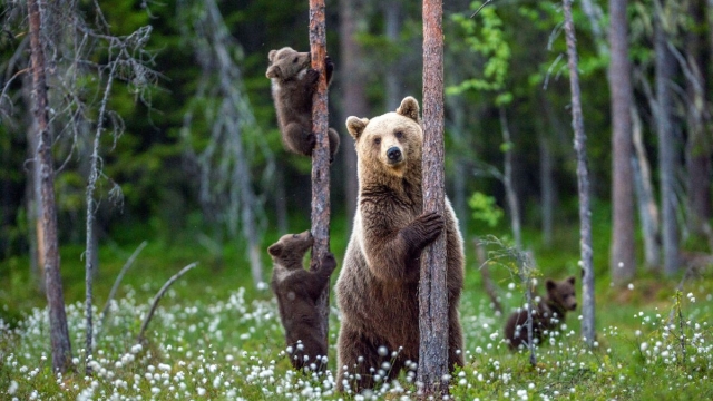 Che cosa fare davanti a un orso