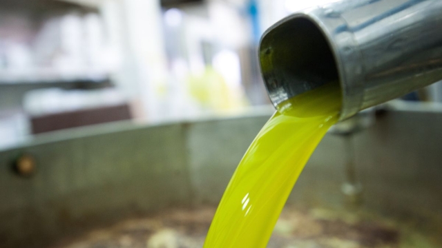 Scarti olio extravergine d'oliva fanno bene ai muscoli