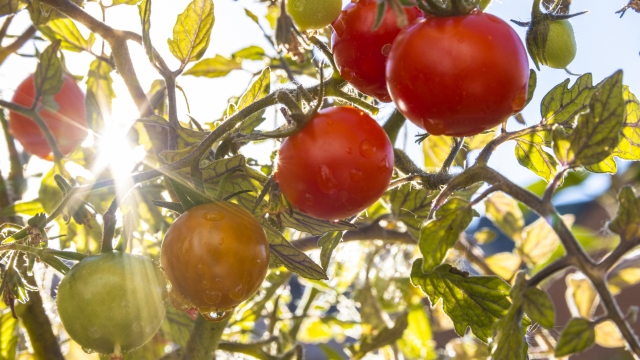 Unripe and ripe tomatoes on the same tree, sun shining through the leaves, water droplets on the fruit.