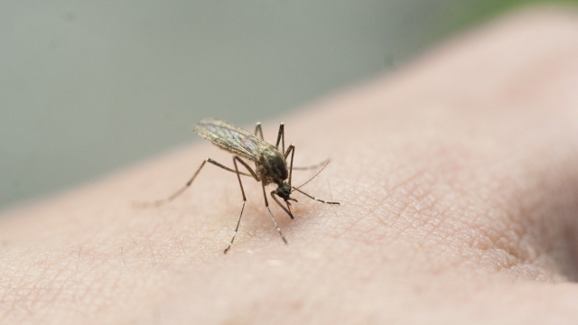 A mosquito drinks blood from his hand. The insect has bitten the skin. The sting of a mosquito penetrated the flesh. Painful bite in the arm. Mosquito protection thick skin. Blood inside the insect.