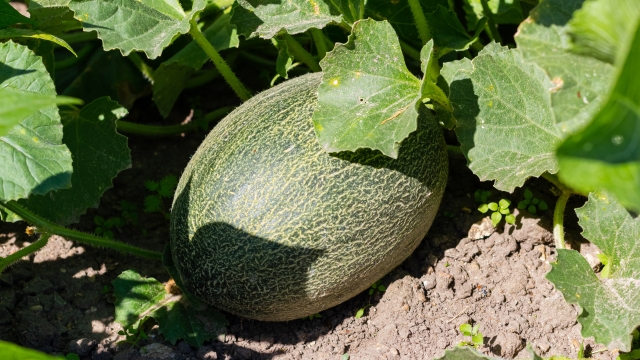Ripe and netted rind melon lay on ground. Plant ready to harvest is known for its sweet melon taste.