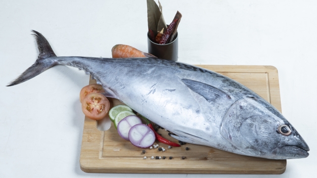 Yokowa (young Pacific bluefin tuna), Japanese Katsuo fish (bonito, skipjack tuna)