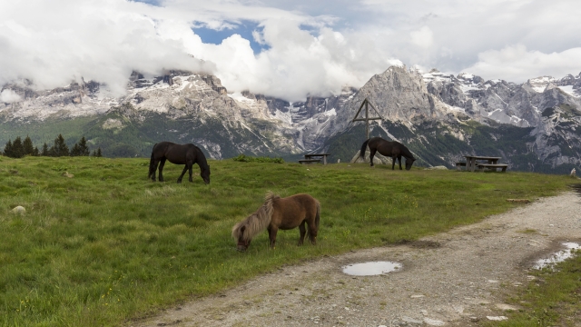 Cavalli nei pressi di Malga Ritort, sopra Madonna di Campiglio. Sullo sfondo le Dolomiti di Brenta