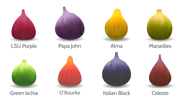 Fig varieties. Figs lsu purple papa john alma marseilles green ischia orourke italian black celeste in cartoon realistic style isolated on white background