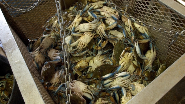 epa00556801 350 pounds of Blue Crab wait to be boiled, at Big Al's Seafood Restaurant, in Houma, Louisiana, Wednesday, 19 October 2005. The seafood industry as a whole took a big hit across the gulf region, where many processors suffered catastrophic damage and upwards of 25% of the fisherman lost boats. But for the processors and fishermen in Terrebonne Parish, where hurricanes went ashore on both sides, there are plenty of shrimp and crabs being caught.  EPA/STEVE POPE