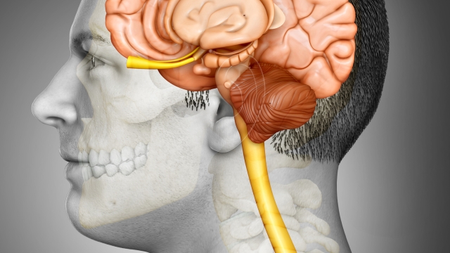 3d rendering medical illustration of male brain  anatomy