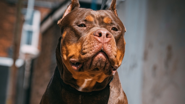 I cani American XL Bully saranno vietati nel Regno Uniti