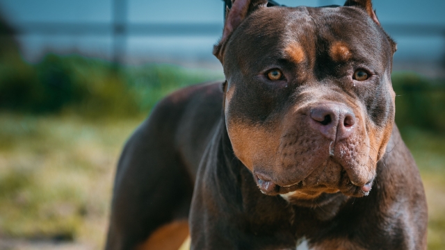 I cani American XL Bully saranno vietati nel Regno Uniti