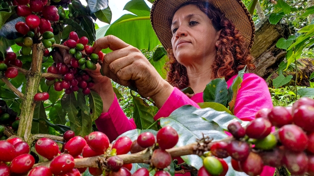 Woman picks coffee from her farm with her hands