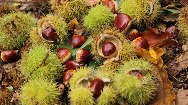Chestnuts lie in the forest with their shells