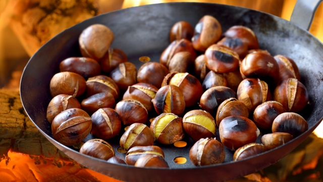 Roasting chestnuts in a special pan over an open fire