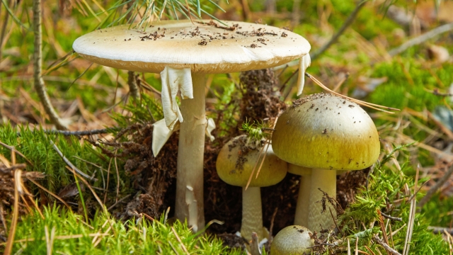 Family of dangerous Amanita phalloides, commonly known as the death cap
