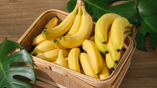 Bananas are arranged inside a bamboo basket decorated with some fresh green leaves. Banana (Musaceae) will protect the body from damage caused by the oxidation of free radicals