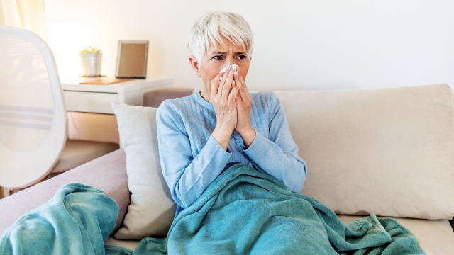 Mature woman with flu blowing nose at home. Close up elderly sick woman covered in blanket has cold blows her runny nose and suffers from flu condition.