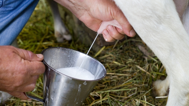 Close up of male hand pulls an udder of a goat