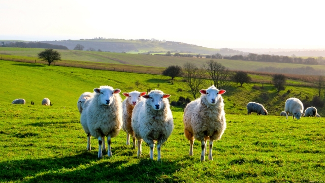 four sheep standing in a line looking at the camera in a green field, with a flock of sheep behind, Sussex, England, UK, United Kingdom, Britian, copy space around the sheep
