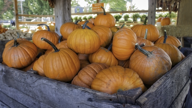 A pumpkin is a cultivar of winter squash that is round with smooth, slightly ribbed skin, and is most often deep yellow to orange in coloration.[1] The thick shell contains the seeds and pulp. The name is most commonly used for cultivars of Cucurbita pepo, but some cultivars of Cucurbita maxima, C. argyrosperma, and C. moschata with similar appearance are also sometimes called "pumpkin".[1]

Native to North America (northeastern Mexico and the southern United States),[1] pumpkins are one of the oldest domesticated plants, having been used as early as 7,500 to 5,000 BC.[1] Pumpkins are widely grown for commercial use and as food, aesthetics, and recreational purposes. Pumpkin pie, for instance, is a traditional part of Thanksgiving meals in Canada and the United States, and pumpkins are frequently carved as jack-o'-lanterns for decoration around Halloween, although commercially canned pumpkin purée and pumpkin pie fillings are usually made from different kinds of winter squash than the ones used for jack-o'-lanterns.[1] China and India combined account for half of the world's production of pumpkins.(wikkipedia)