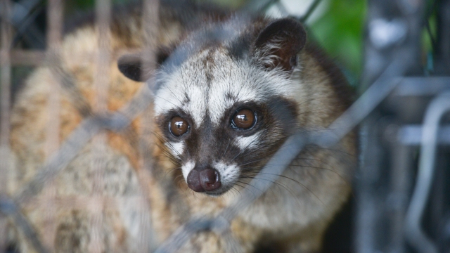 Civiet Cat in cage looking at camera.Asian palm civet is a viverrid native to South and Southeast Asia.