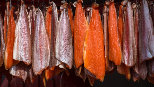Salmon hanging in an ordered pattern for smoking