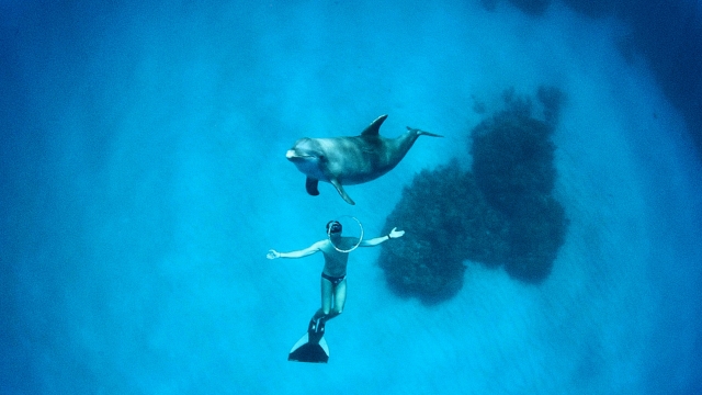 Mike Maric nuota cin i delfini