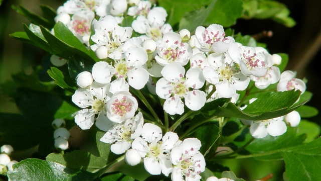 Hawthorn white flowers and green leaves.