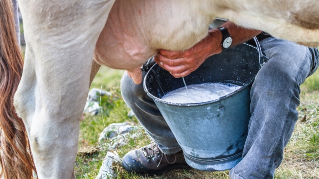 Latte crudo: benefici, rischi e come funziona la vendita in Italia