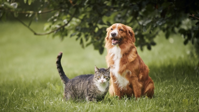 Superbatteri: cani e gatti possono trasmetterli agli umani secondo uno studio