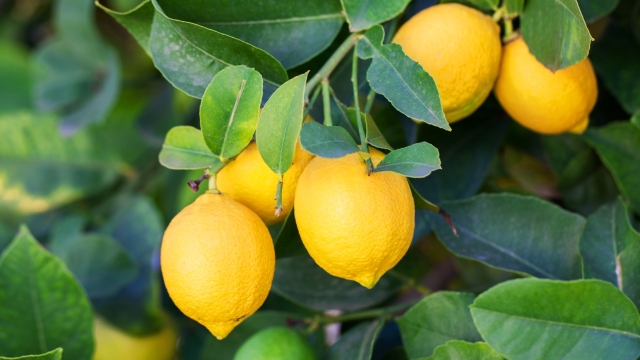 Limone: dal cuore ai reni, 5 effetti che forse non conoscevi