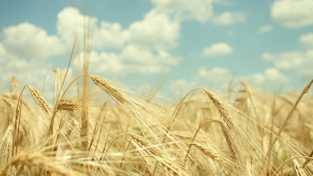 Glutine: le farine di grani antichi ne hanno di meno? Ecco cosa devi sapere