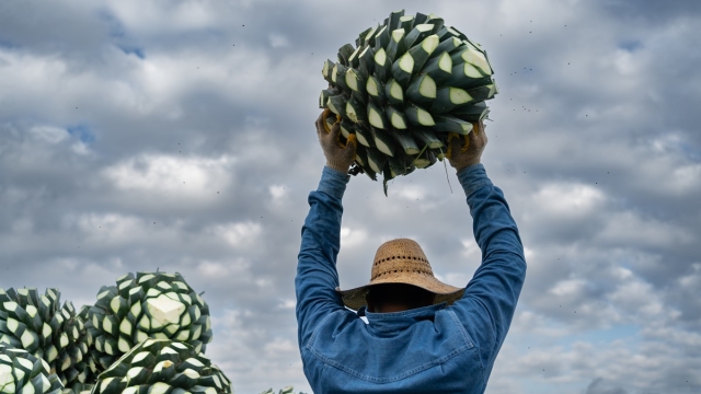 Succo d'agave uso e indice glicemico