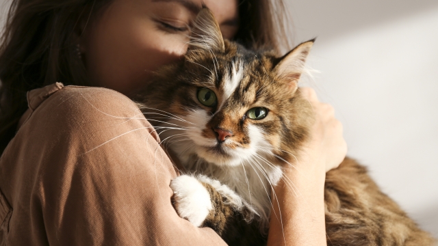 Figli, animali e partner. Il cervello umano è mappato per almeno sei tipi di amore diverso. Ecco le incredibili scoperte della scienza.