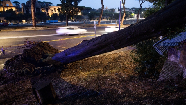 Trees fallen at the Circus Maximus due to bad weather during the storm in Rome, Italy, 03 September 2024. Torrential rain hit Rome and other central and southern parts as a fierce thunderstorm unloaded onto the Italian capital after a weather front ended Italy's long heatwave.   ANSA/ANGELO CARCONI