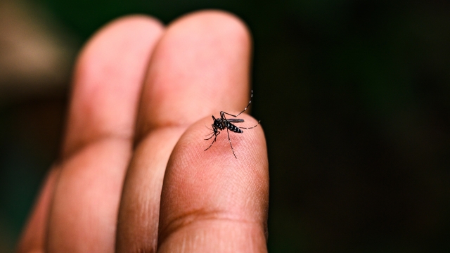 Dengue a Brescia un caso autoctono. Cosa sappiamo