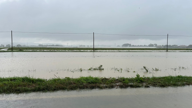 (DIRE) Forlì, 18 set. - A Forlì gli occhi, e gli scongiuri contro il maltempo, si concentrano sul fiume Montone in piena. Con la memoria che non può non andare al tragico maggio 2023. Al momento al ponte Braldo la soglia è quella arancione e la Protezione civile mette a disposizione sacchi di sabbia che possono essere ritirati alla Fiera in via Punta di ferro fino a esaurimento scorte. "Non sono previste situazioni di gravità", scrive sui social il sindaco Gian Luca Zattini, invitando comunque alla massima prudenza. Le previsioni indicano un intensifcazione delle piogge in nottata e fino alla mattina di domani, per poi attenuarsi. "In Romagna- conclude- ci sono situazioni anche preoccupanti e non dobbiamo abbassare la guardia".    Sono in sofferenza in particolare le campagne e dunque le aziende agricole. Come segnala Confagricoltura i campi si allagano per "la scarsa manutenzione di fossi e scoli" ed è particolarmente colpita la vendemmia. I vigneti sono infatti impraticabili e ci sono incognite sul suo completamento. Non stano meglio gli ortaggi sommersi mentre i terreni collinari sono soggetti a smottamenti. Al territorio servirebbe "una manutenzione diversa, almeno gli interventi ordinari nel frattempo devono essere eseguiti", puntualizza il vicepresidente di Confagricoltura Forlì-Cesena e Rimini e presidente della Consulta di Forlì Alberto Mazzoni. Queste piogge, aggiunge, stanno facendo emergere "la fragilità del territorio: nelle ultime 24 ore sono già caduti più di 150 millimetri di pioggia nel forlivese, ci sono canali consorziali in uscita, come a Villagrappa, che stanno allagando strade e campi".     In collina, poi, la situazione si sta facendo "complessa": si stanno rimettendo in moto gli smottamenti del 2023 e non sono stati nemmeno riaperti i fossetti, "una cosa banale per chi vive in collina, ma fondamentale per gestire precipitazioni di questa intensità". Dunque gli agricoltori dovranno mettere in conto nuovi danni, dalla vendemmia alle produzioni frutticole autunnali come kiwi e kaki. "Purtroppo- conclude- nelle prossime ore l'entità dei danni diretti e indiretti è destinata ad aumentare".    Nel cesenate i danni sono concentrati nella zona nord-est, nella pianura che scende verso Cesenatico e il Basso Rubicone, nelle campagne di San Mauro Pascoli e Savignano, mette in luce sottolinea l'altro vicepresidente dell'associazione e presidente della Consulta di Cesena Matteo Brunelli. In queste zone ci sono allagamenti di vario tipo e se i corsi d'acqua sinora sono sotto controllo, i fossati adiacenti alle strade, "vuoi per l'incuria, vuoi per la scarsa manutenzione", si sono riempiti in poco tempo e prima hanno allagato le sedi stradali e poi si sono riversati sui campi. E se l'acqua non si ritira nel giro di 24-48 ore si può dire addio ai raccolti di ortaggi a foglia.   (Som/ Dire) 19:04 18-09-24   NNNN