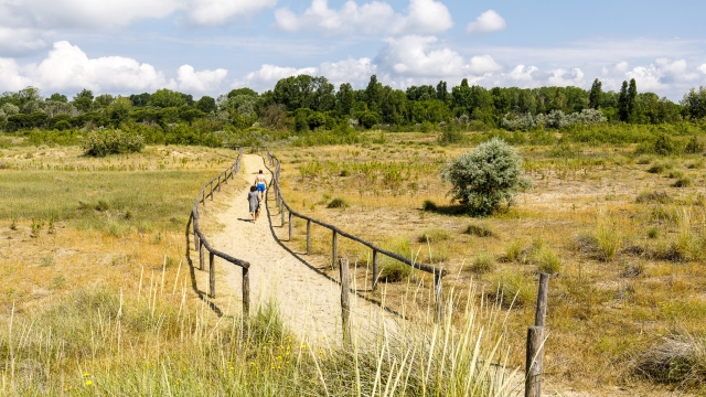 cavallino-Treporti; sentiero che conduce in spiaggia e attraversa la Foresta di Punta Sabbioni e le dune protette