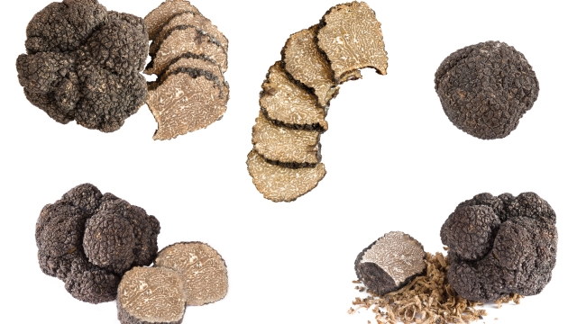 collection set with Black truffles isolated on a white background.