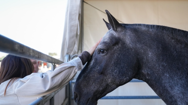 Fieracavalli Sophie Hinners vince la tappa