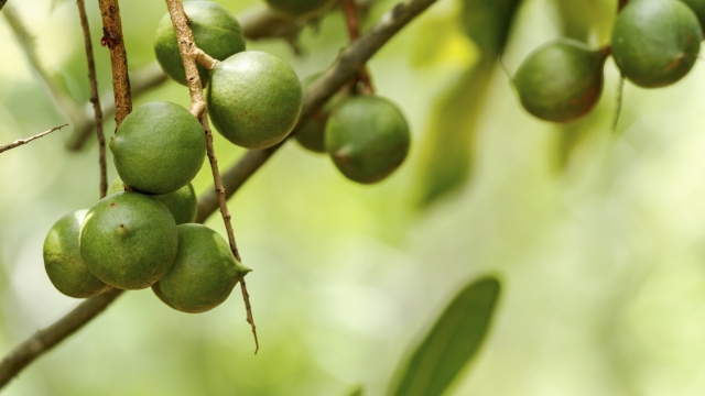 Noci di Macadamia benefici, proprietà e consigli per il consumo