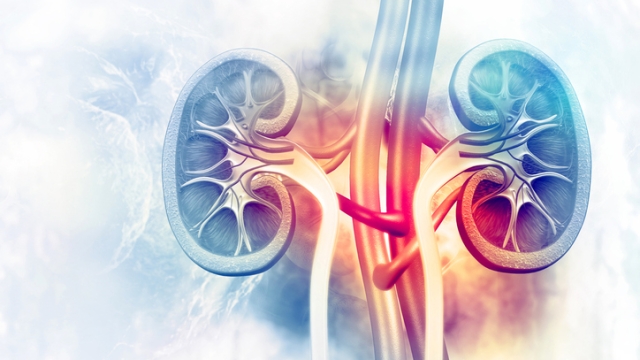 Human kidney cross section on scientific background. 3d illustration