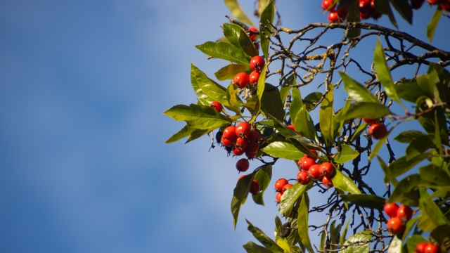  energia e supporto al sistema immunitario. Le proprietà di un frutto sottovalutato