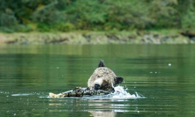 Un orso cattura un pesce in un fiume nella provincia canadese della British Columbia, Canada. (ANSA/Ufficio stampa Greenpeace).
