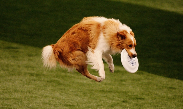 competes during The World Dog Games at Acer Arena on October 31, 2009 in Sydney, Australia.