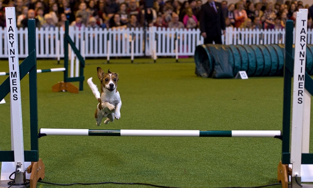 BIRMINGHAM, ENGLAND - MARCH 12:  A dog competes in the agility competition on the third day of Crufts 2016 on March 12, 2016 in Birmingham, England. First held in 1891, Crufts is said to be the largest show of its kind in the world, the annual four-day event, features thousands of dogs, with competitors travelling from countries across the globe to take part and vie for the coveted title of 'Best in Show'.  (Photo by Ben Pruchnie/Getty Images)
