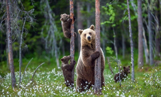 Che cosa fare davanti a un orso