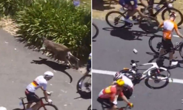 Clamoroso al Tour Down Under: un canguro invade la strada e butta giù il leader della corsa