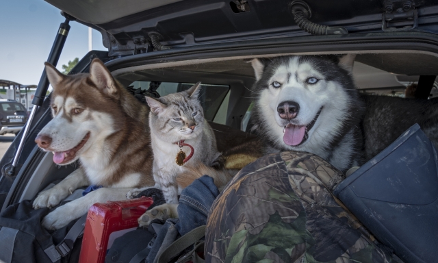 Vacanze con cani e gatti: i consigli per viaggiare in auto senza problemi