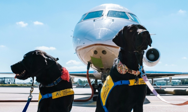 Cani in aereo: i costi e con quali compagnie si può viaggiare