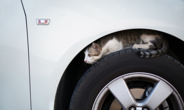 Gatto si nasconde sotto il telaio per 1.300 km: salvato in Georgia