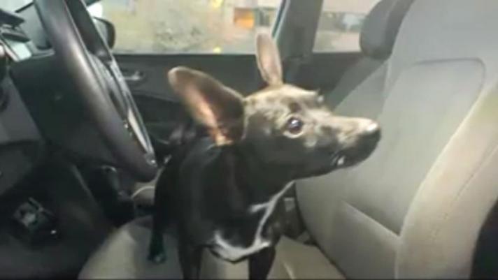 Il video della polizia di Slidell in Louisiana mostra il momento in cui il minuscolo cane innesta la retromarcia e attraversa una statale fortunatamente senza provocare incidenti